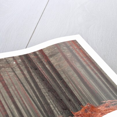 Misty Forest by Assaf Frank